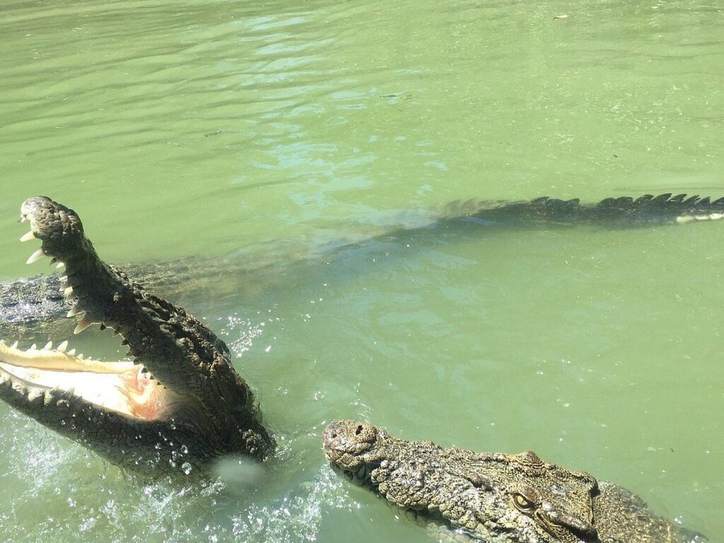 Canoe trip Crocodile watching