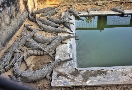 Corcodile Breeding Centre
