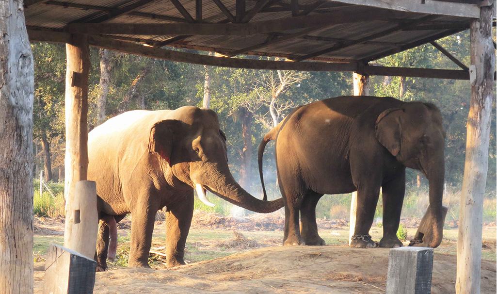 Elephant Breeding Center